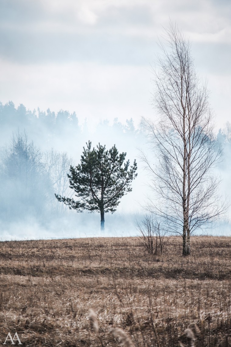 Cover image for Wildfire